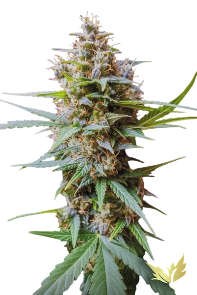 Acid Auto | AUTOFEM | Paradise Seeds - Freigestellt 2026-10-09