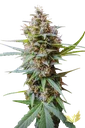 Acid Auto | AUTOFEM | Paradise Seeds - Freigestellt 2026-10-09