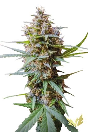 Acid Auto | AUTOFEM | Paradise Seeds - Freigestellt 2026-10-09