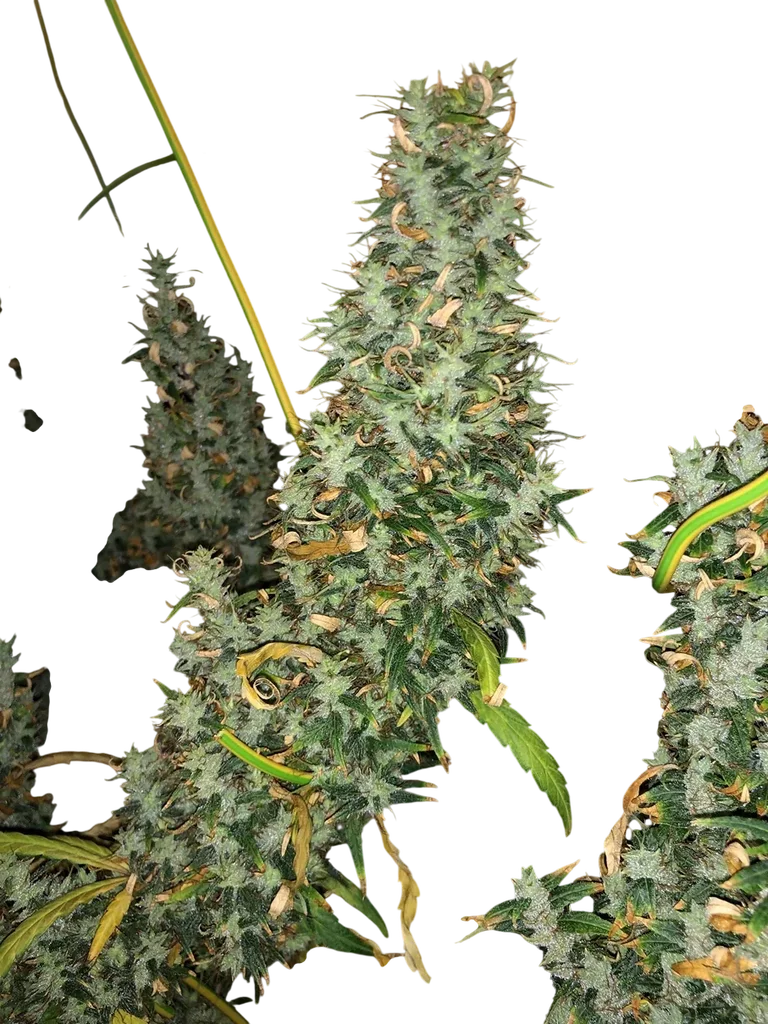 Afghan Haze | PHOTOREG | Mr. Nice Seedbank - Freigestellt 2026-10-09