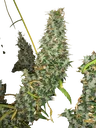 Afghan Haze | PHOTOREG | Mr. Nice Seedbank - Freigestellt 2026-10-09