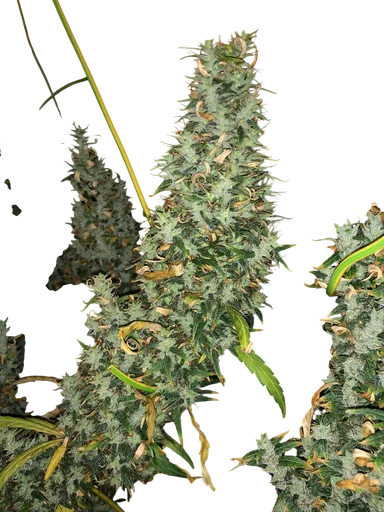 Afghan Haze | PHOTOREG | Mr. Nice Seedbank - Freigestellt 2026-10-09