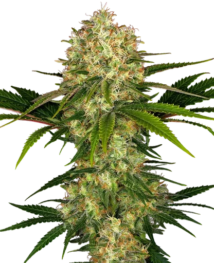 Afghani #1 | PHOTOFEM | Sensi Seeds - Freigestellt 2026-10-09