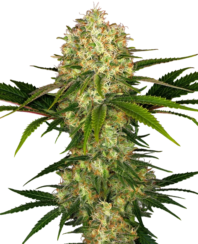 Afghani #1 | PHOTOREG | Sensi Seeds - Freigestellt 2026-10-09