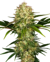 Afghani #1 | PHOTOREG | Sensi Seeds - Freigestellt 2026-10-09