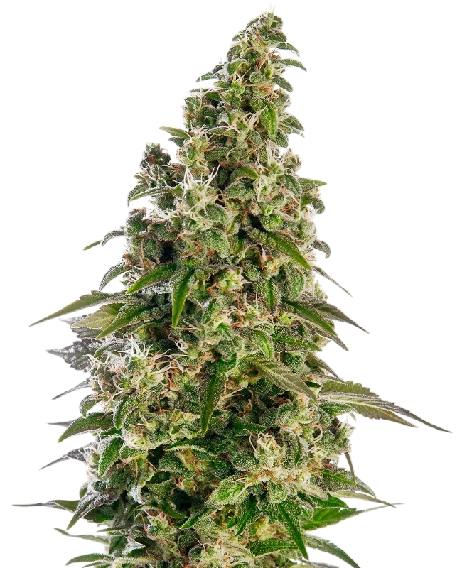 Afghani #1 Auto | AUTOFEM | Sensi Seeds - Freigestellt 2026-10-09
