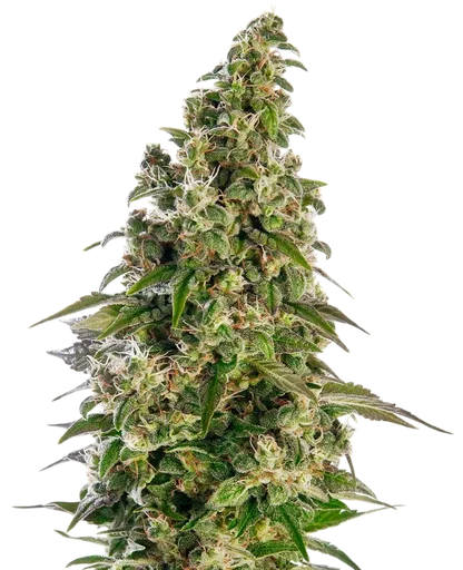 Afghani #1 Auto | AUTOFEM | Sensi Seeds - Freigestellt 2026-10-09