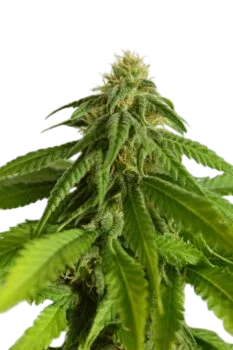 Afrodite | PHOTOFEM | Kannabia Seeds - Freigestellt 2026-10-09