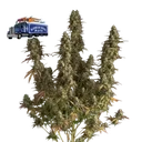 Alaskan Diesel Auto | AUTOFEM | Seedsman - Freigestellt 2026-10-09