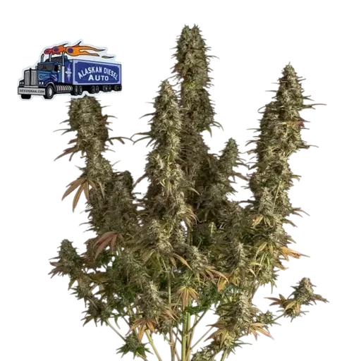 Alaskan Diesel Auto | AUTOFEM | Seedsman - Freigestellt 2026-10-09