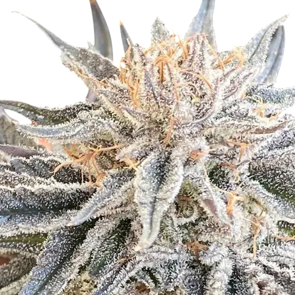 Alaskan Do-Si-Dos | PHOTOFEM | Seedsman - Freigestellt 2026-10-09