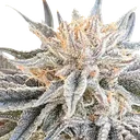 Alaskan Do-Si-Dos | PHOTOFEM | Seedsman - Freigestellt 2026-10-09