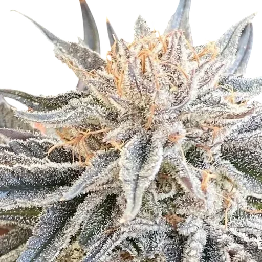 Alaskan Do-Si-Dos | PHOTOFEM | Seedsman - Freigestellt 2026-10-09