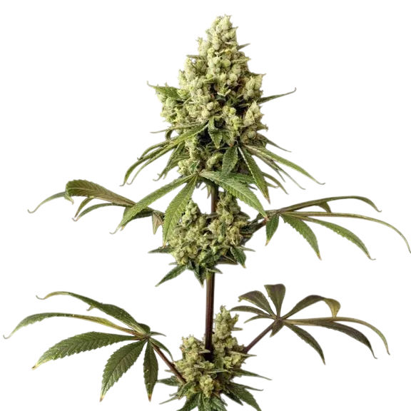 Alaskan Purple | PHOTOFEM | Seedsman - Freigestellt 2026-10-09