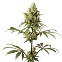 Alaskan Purple | PHOTOFEM | Seedsman - Freigestellt 2026-10-09