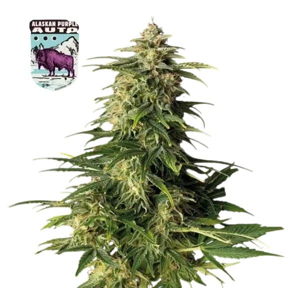 Alaskan Purple Auto – Galerieansicht