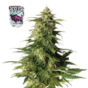 Alaskan Purple Auto | AUTOFEM | Seedsman - Freigestellt 2026-10-09