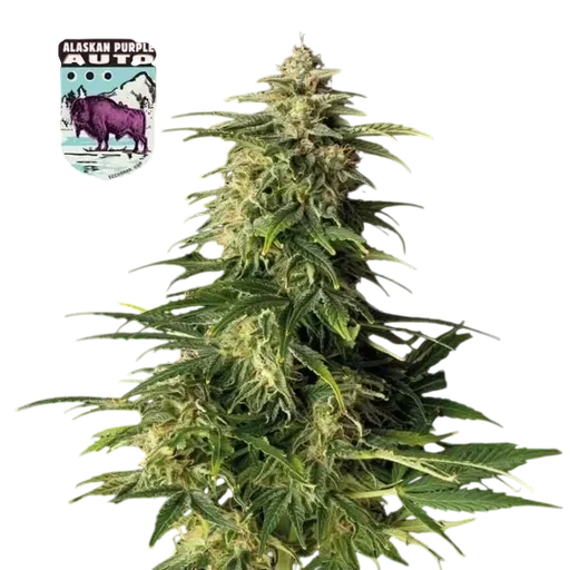Alaskan Purple Auto | AUTOFEM | Seedsman - Freigestellt 2026-10-09