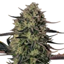 Alien Gas XXL Auto | AUTOFEM | Silent Seeds - Freigestellt 2026-10-09