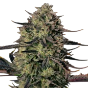 Alien Gas XXL Auto | AUTOFEM | Silent Seeds - Freigestellt 2026-10-09