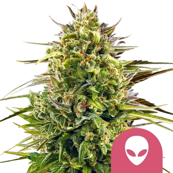 Alien OG | PHOTOFEM | Royal Queen Seeds - Freigestellt 2026-10-09