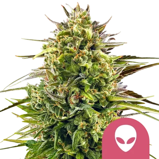 Alien OG | PHOTOFEM | Royal Queen Seeds - Freigestellt 2026-10-09