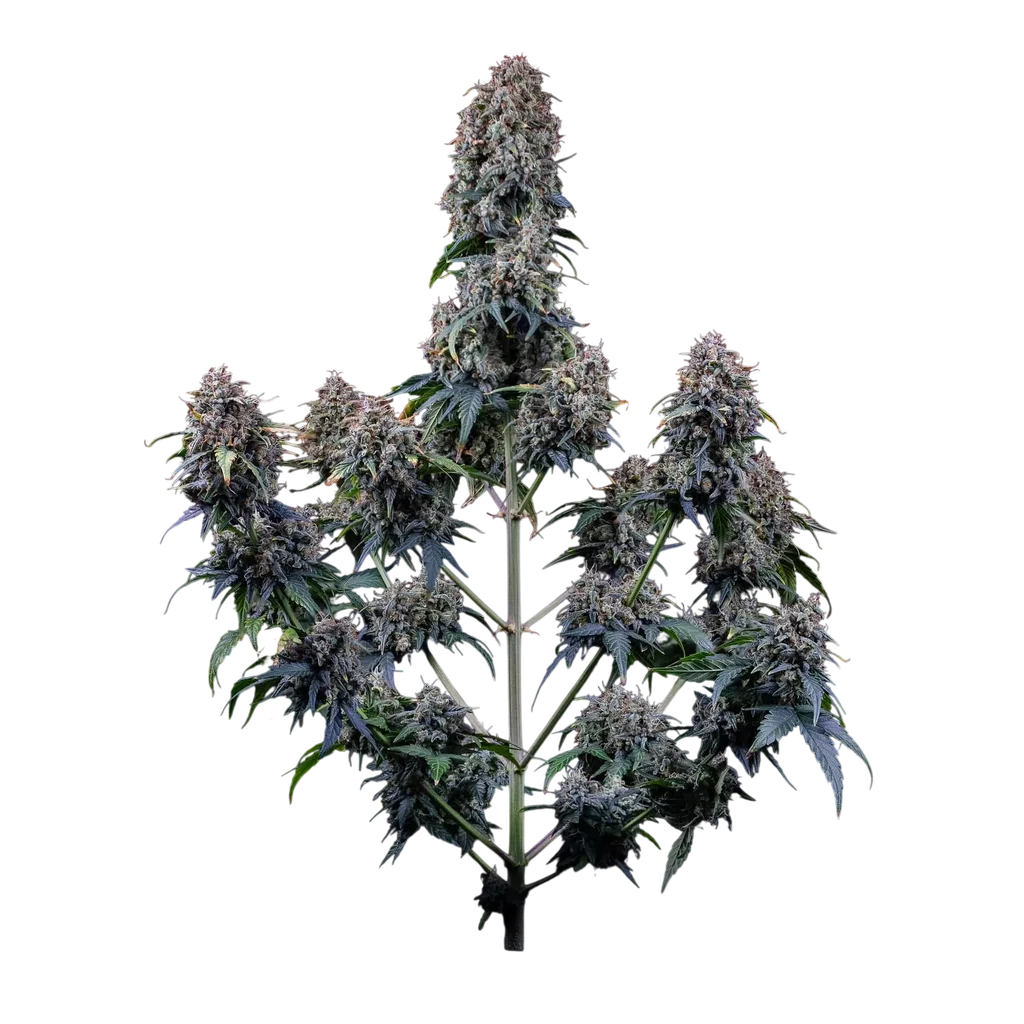 Alien Vs Triangle Auto | AUTOFEM | Mephisto Genetics - Freigestellt 2026-10-09