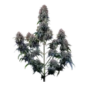 Alien Vs Triangle Auto | AUTOFEM | Mephisto Genetics - Freigestellt 2026-10-09