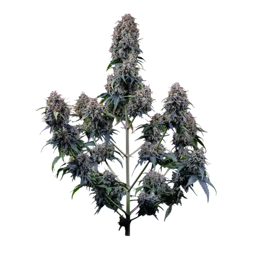 Alien Vs Triangle Auto | AUTOFEM | Mephisto Genetics - Freigestellt 2026-10-09