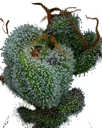 All Gas OG | PHOTOFEM | Humboldt Seed Co. - Freigestellt 2026-10-09