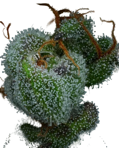 All Gas OG | PHOTOFEM | Humboldt Seed Co. - Freigestellt 2026-10-09