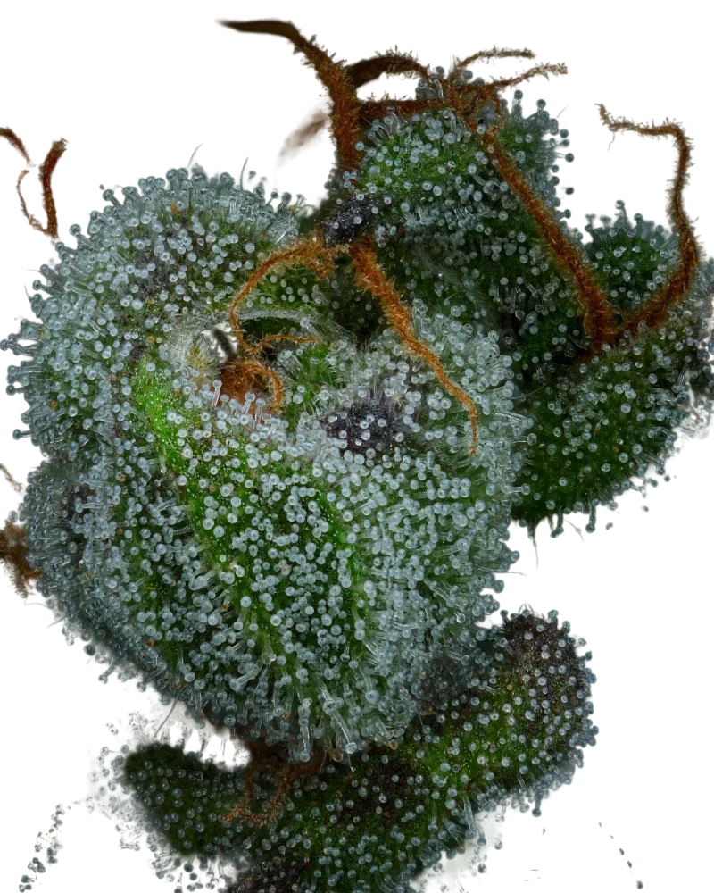 All Gas OG Auto | AUTOFEM | Humboldt Seed Co. - Freigestellt 2026-10-09