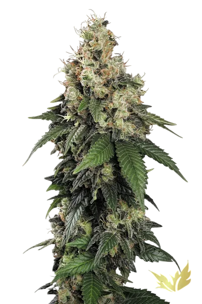 Allkush | PHOTOFEM | Paradise Seeds - Freigestellt 2026-10-09