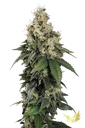 Allkush | PHOTOFEM | Paradise Seeds - Freigestellt 2026-10-09
