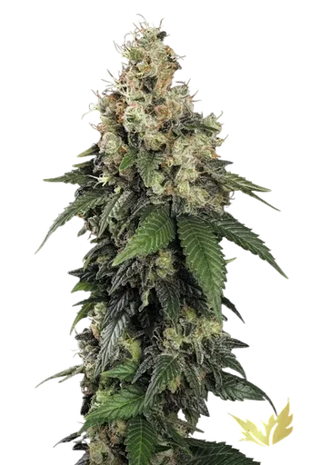 Allkush | PHOTOFEM | Paradise Seeds - Freigestellt 2026-10-09