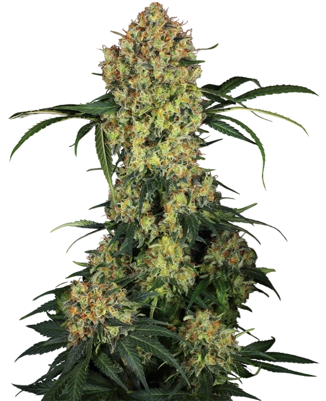 Aloha OG | PHOTOFEM | Sensi Seeds - Freigestellt 2026-10-09