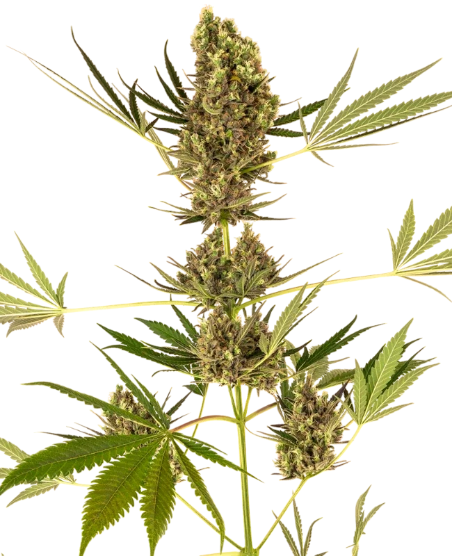 Alpine Delight CBD 30:1 Auto | AUTOFEM | Sensi Seeds - Freigestellt 2026-10-09