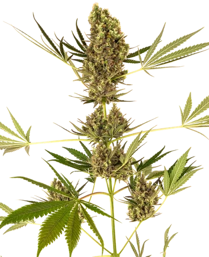 Alpine Delight CBD 30:1 Auto | AUTOFEM | Sensi Seeds - Freigestellt 2026-10-09