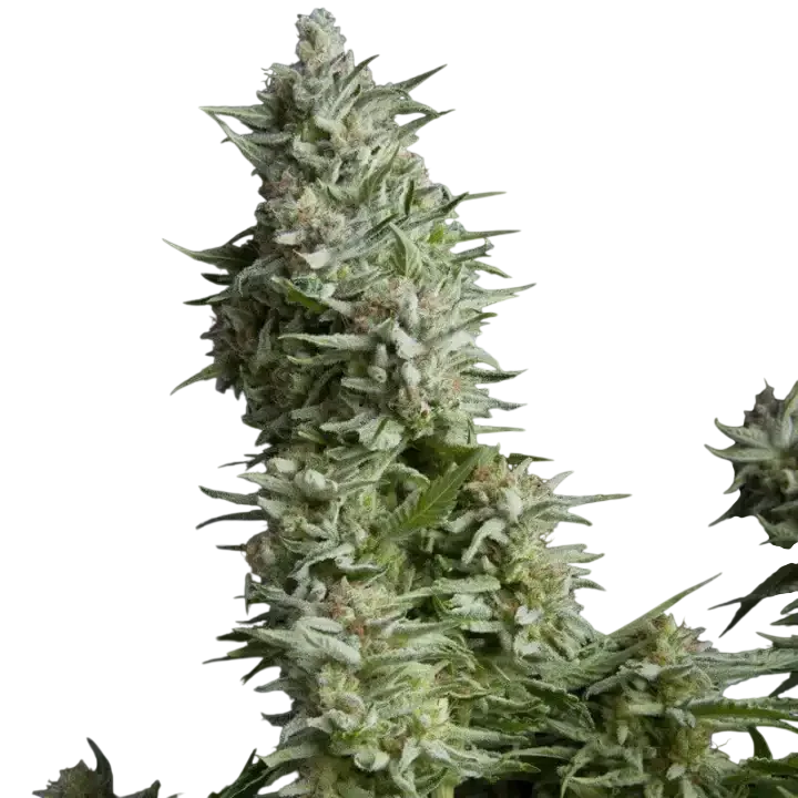 Alpujarrena | PHOTOFEM | Pyramid Seeds - Freigestellt 2026-10-09