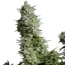 Alpujarrena | PHOTOFEM | Pyramid Seeds - Freigestellt 2026-10-09
