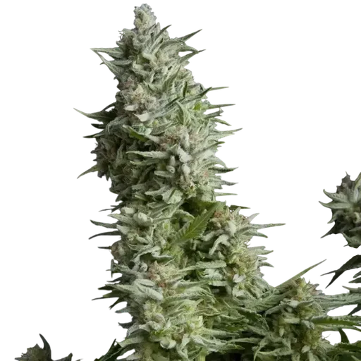 Alpujarrena | PHOTOFEM | Pyramid Seeds - Freigestellt 2026-10-09