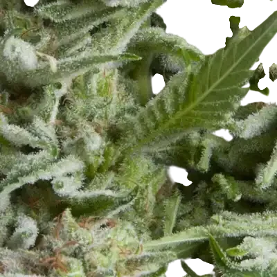 Alpujarrena Auto | AUTOFEM | Pyramid Seeds - Freigestellt 2026-10-09