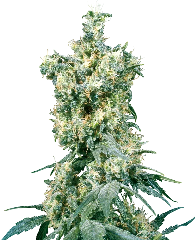 American Dream | PHOTOREG | Sensi Seeds - Freigestellt 2026-10-09