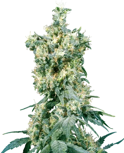 American Dream | PHOTOREG | Sensi Seeds - Freigestellt 2026-10-09