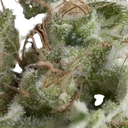 American Pie Auto | AUTOFEM | Pyramid Seeds - Freigestellt 2026-10-09