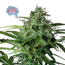 Amnesia | PHOTOREG | Seedsman - Freigestellt 2026-10-09