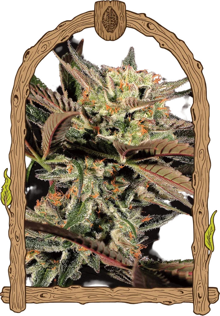 Amnesia #7 | PHOTOFEM | Exotic Seed - Freigestellt 2026-10-09