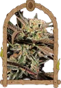 Amnesia #7 | PHOTOFEM | Exotic Seed - Freigestellt 2026-10-09