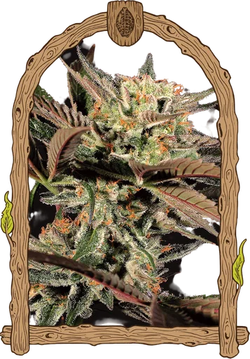 Amnesia #7 | PHOTOFEM | Exotic Seed - Freigestellt 2026-10-09