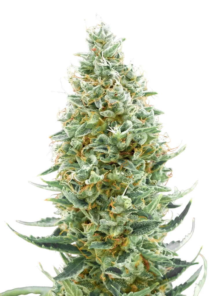 Amnesia FAST | PHOTOFEM | Advanced Seeds - Freigestellt 2026-10-09